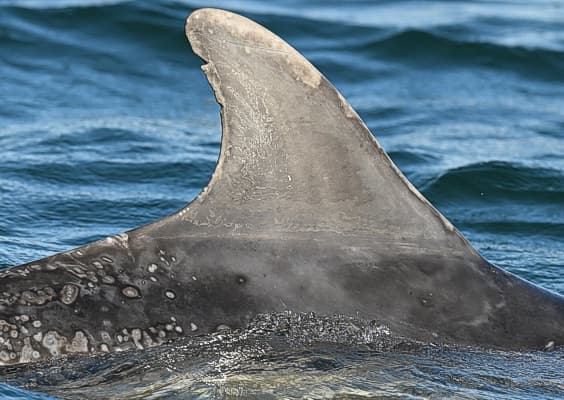 Left Dorsal Fin