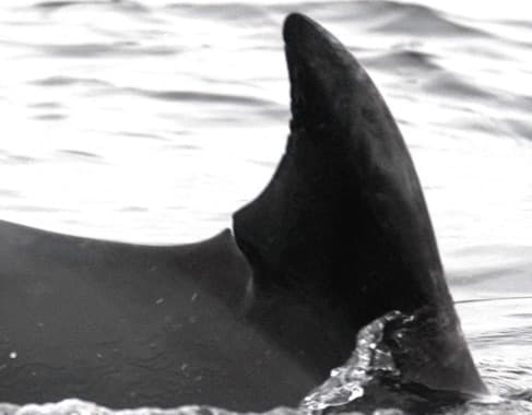 Left Dorsal Fin