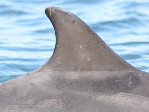 Left Dorsal Fin