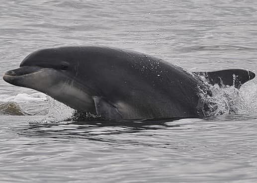 General photo of Barbi