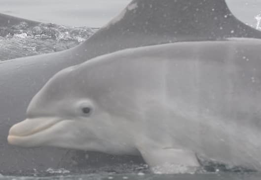 General photo of Nutlet