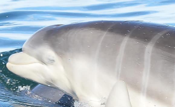 General photo of Pennanteller