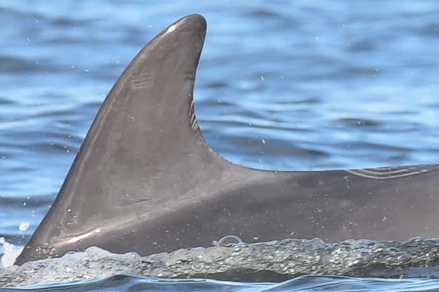 Left Dorsal Fin