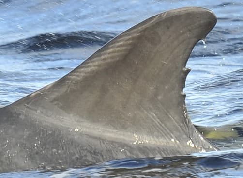 Left Dorsal Fin
