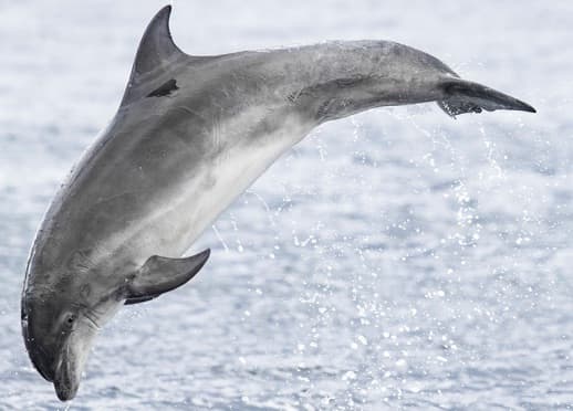 General photo of Indigo