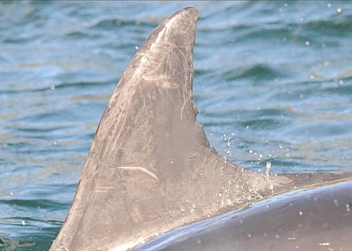 Left Dorsal Fin