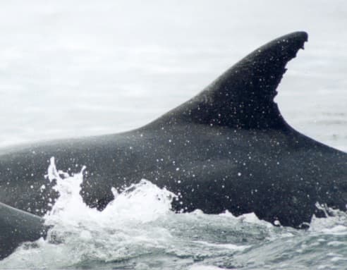Left Dorsal Fin