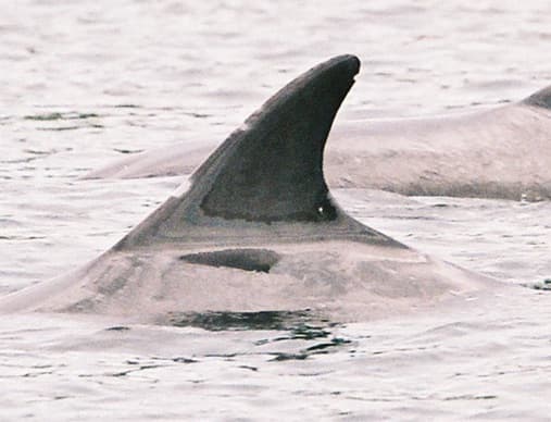 Left Dorsal Fin