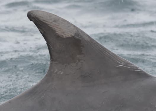 Left Dorsal Fin