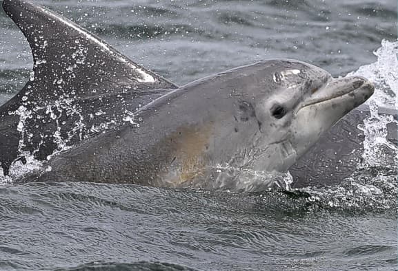 General photo of Swiftie