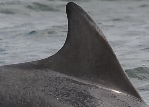 Left Dorsal Fin