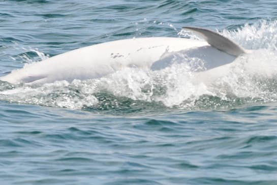 General photo of Cabbage