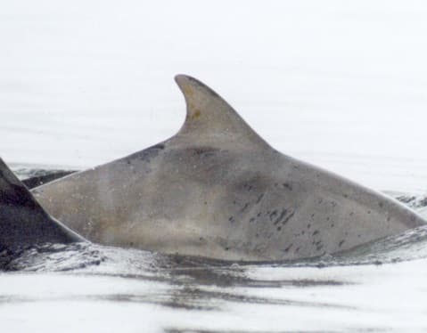 Left Dorsal Fin