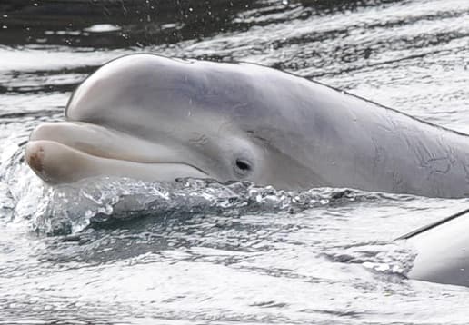 General photo of Vegan