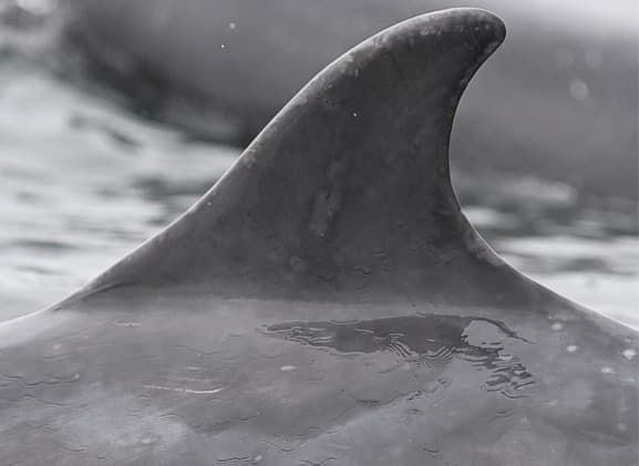 Left Dorsal Fin