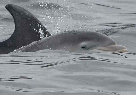 General photo of Spaghetti