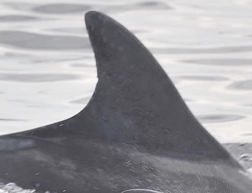 Left Dorsal Fin