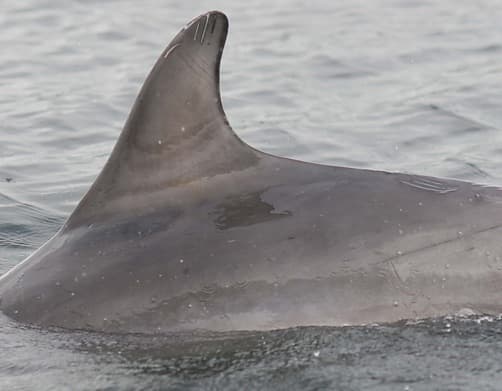 Left Dorsal Fin