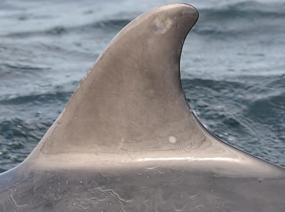 Left Dorsal Fin