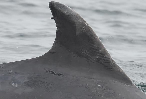 Left Dorsal Fin