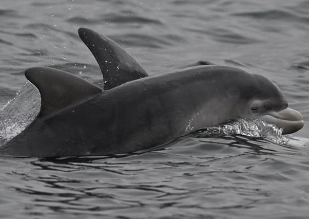 General photo of null