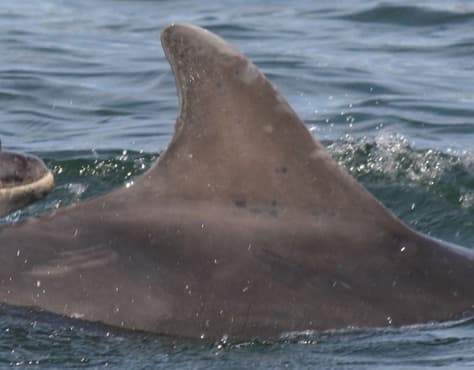 Left Dorsal Fin