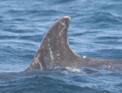 Left Dorsal Fin