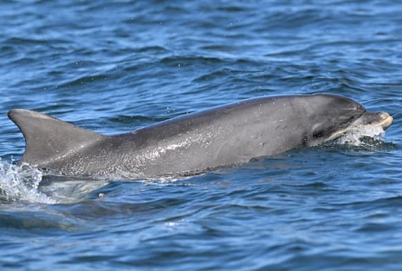 General photo of Lowrider