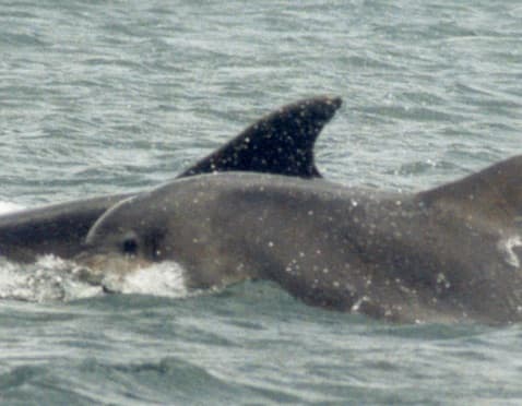 Left Dorsal Fin