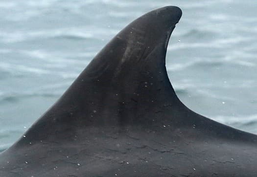 Left Dorsal Fin