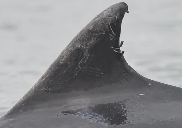 Left Dorsal Fin