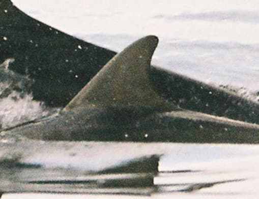 Left Dorsal Fin