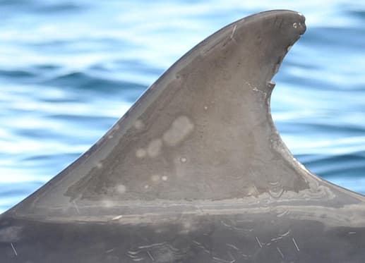 Left Dorsal Fin