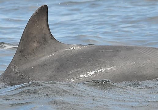 Left Dorsal Fin