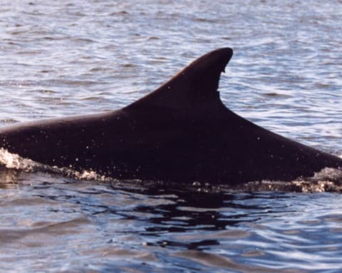 Left Dorsal Fin