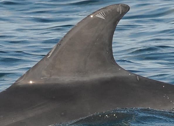 General photo of Dixie