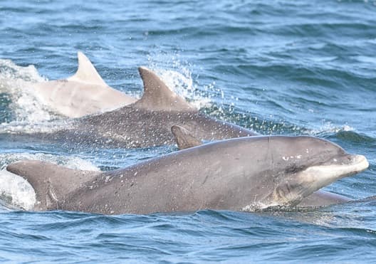 General photo of Panda (Splash)