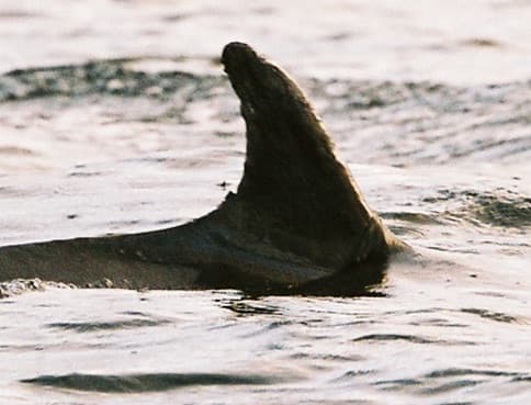 Left Dorsal Fin