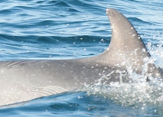 General photo of Oattie