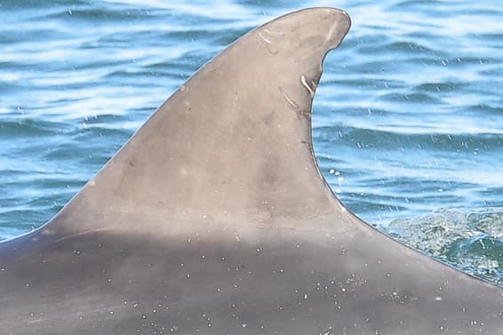 Left Dorsal Fin