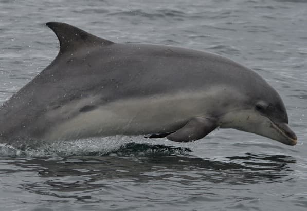 General photo of Piccolo