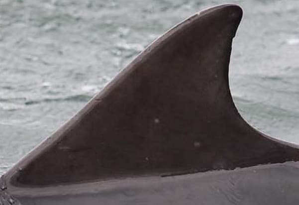 Left Dorsal Fin