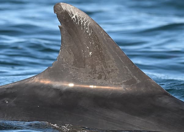 Left Dorsal Fin