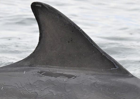 Left Dorsal Fin
