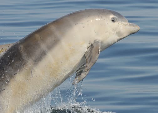 General photo of Shepherd