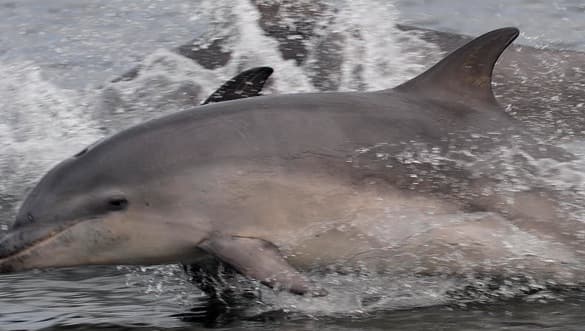 General photo of Sati