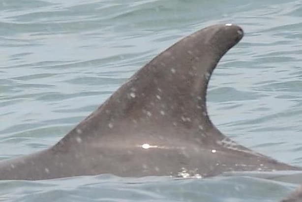 Left Dorsal Fin