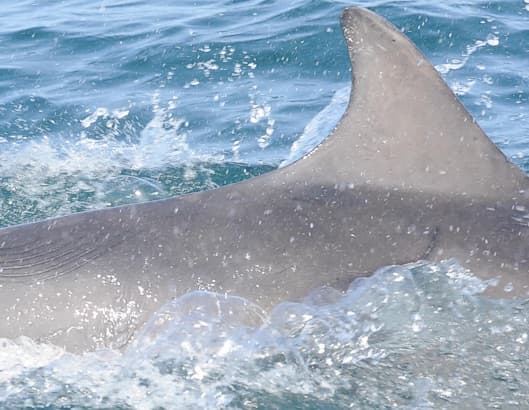 General photo of Alfie (Fang)