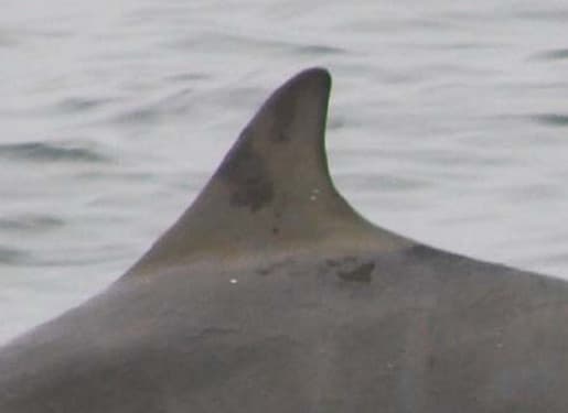 Left Dorsal Fin