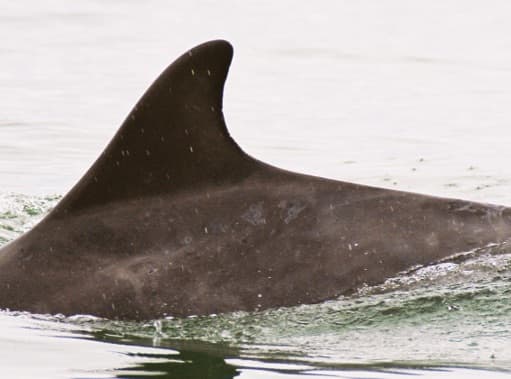 Left Dorsal Fin